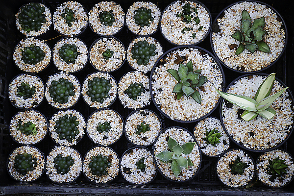 포토 JPG 해외이미지 식물 자연 선인장 쟁반 사람없음 초록색 쇼핑 상점 냄비 작음 미니 많음 해외202008 해외포토 컬러 컨셉 솥 크기 생태계 파일형식