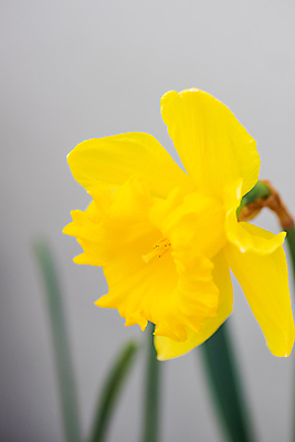 포토 JPG 해외이미지 실내 근접촬영 사람없음 아웃포커스 노란색 수선화 해외202008 해외포토 꽃 뷰포인트 컬러 촬영기법 내부 파일형식