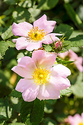 포토 JPG 해외이미지 식물 계절 꽃 분홍색 잎 꽃무늬 자연 사람없음 초록색 여름 장미 머리 정원 봄 벚꽃 나뭇가지 개화 닫기 꽃가루 해외202008 해외포토 나무 컬러 무늬 모션 신체부위 가루 생태계 파일형식
