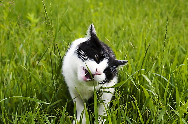 포토 JPG 해외이미지 동물 1 응시 행복 얼굴 음식 백그라운드 밭 포유류 자연 수염 주택 털 건강 사람없음 야외 초록색 반려동물 정원 검은색 고양이 흰색 먹기 호기심 솜털 해외202008 해외포토 시선 감정 컬러 컨셉 농업 모션 건물 신체부위 생태계 파일형식