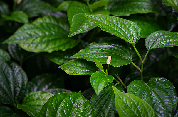 포토 JPG 해외이미지 나무 식물 계절 음식 백그라운드 컨셉 잎 패턴 농업 채소 재료 태국 자연 벽지 건강 요리 사람없음 야외 초록색 빛 환경 정원 봄 성장 신선 허브 유기농 질감 내추럴 채식주의자 해외202008 해외포토 웰빙 산업 아시아 컬러 무늬 생태계 채식 파일형식