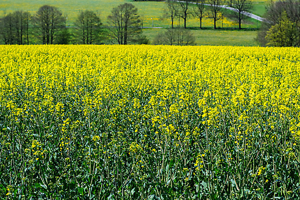 포토 JPG 해외이미지 꽃 밭 농업 자연 하늘 파노라마 씨앗 풍경 사람없음 농작물 농경지 환경 맑음 에너지 자유 수확 성장 시골 황금 기름 연료 카놀라 수평선 해외202008 해외포토 식물 산업 음식 컨셉 날씨 촬영기법 농장 생태계 파일형식
