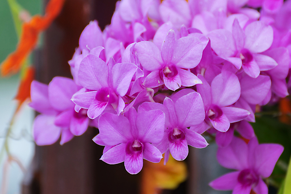 포토 JPG 해외이미지 꽃잎 꽃 사람없음 야외 아웃포커스 해외202008 해외포토 식물 촬영기법 파일형식