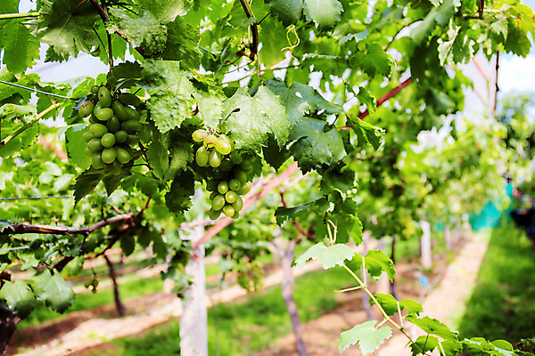 포토 JPG 해외이미지 식물 전통 아시아 음식 백그라운드 잎 밭 농업 과일 태국 자연 포도 디저트 건강 동양인 풍경 사람없음 야외 빨간색 초록색 여름 컬러풀 햇빛 농장 와인 계곡 맑음 보라색 수확 성장 가을 흰색 시골 신선 달콤 맛 자주색 다발 포도밭 포도나무 내추럴 밭일 숙성 양조장 해외202008 해외포토 계절 나라 산업 컬러 컨셉 날씨 주류 인종 태양 과일나무 생태계 파일형식