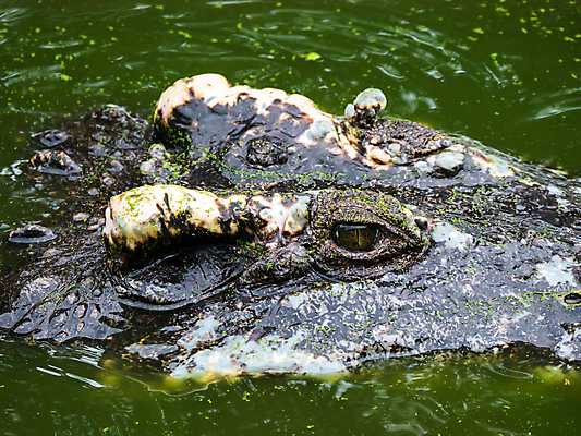 포토 JPG 해외이미지 동물 디자인 공원 야생동물 백그라운드 패턴 비즈니스 파충류 태국 자연 표면 추상 양서류 사람없음 초록색 물 강 농장 갈색 머리 유행 검은색 벨트 흰색 직물 연못 입 뱀 고급 위험 큼 가죽 천 피부 질감 눈금 육식동물 악어 내추럴 전국 해외202008 해외포토 자연요소 잡화 공공시설 아시아 컬러 컨셉 무늬 농업 신체부위 크기 생태계 파일형식