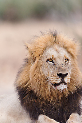 포토 JPG 해외이미지 동물 응시 남자 야생동물 포유류 아프리카 자연 아침 털 초원 사람없음 야외 빛 환경 고양이 사막 황무지 보호 위험 사자 큼 사파리 육식동물 갈기 사냥꾼 사자자리 남쪽 내추럴 동물상 힘찬 해외202008 해외포토 주간 직업 시선 나라 컨셉 사람 반려동물 조형물 별자리 크기 방향 생태계 파일형식