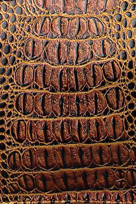 포토 JPG 해외이미지 아시아 호수 야생동물 파충류 아프리카 태국 사람없음 물 강 농장 머리 검은색 수영 힘 경쟁 연못 입 황무지 진화 치아 위험 라이벌 위협 사파리 피부 공룡 눈금 꼬리 사냥 도마뱀 육식동물 악어 사냥꾼 숨김 나쁜 몬스터 힘찬 해외202008 포악 해외포토 자연요소 동물 직업 나라 컬러 컨셉 농업 신체부위 수상스포츠 소화기관 소방 파일형식