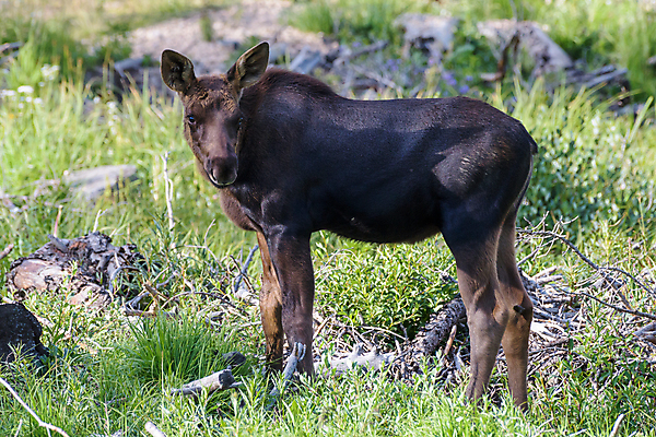 포토 JPG 해외이미지 동물 호수 야생동물 포유류 자연 산 털 종류 사람없음 물 갈색 어둠 코트 종 흰색 소나무 소 습지 군중 숲 위험 큼 시원함 속눈썹 버드나무 황소 코 귀 무거움 주둥이 엘크 콜로라도 벨벳 해외202008 해외포토 자연요소 나무 컬러 컨셉 사람 신체부위 미국 외투 무게 크기 실크 눈썹 생태계 파일형식