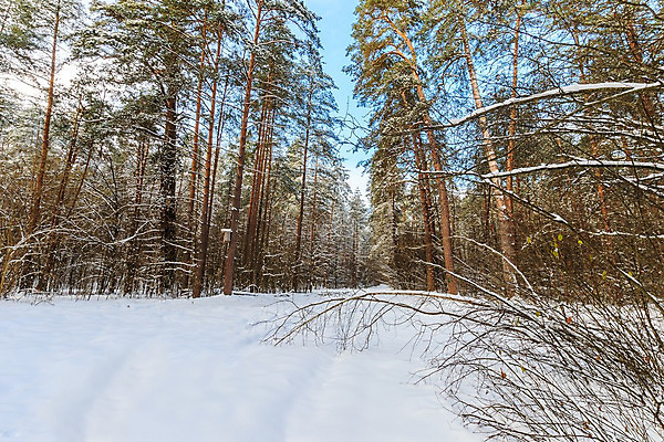 포토 JPG 해외이미지 나무 구름 계절 길 여행 백그라운드 잎 크리스마스 겨울 패턴 자연 하늘 휴가 파노라마 풍경 사람없음 야외 파란색 빛 햇빛 태양 냉동 얼음 추위 덮개 가을 흰색 신선 소나무 떨어짐 숲 12월 11월 서리 장면 1월 내추럴 2월 선로 해외202008 해외포토 자연요소 식물 기념일 컬러 컨셉 무늬 촬영기법 뚜껑 날짜 생태계 파일형식