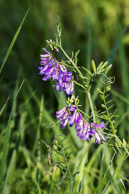 포토 JPG 해외이미지 식물 꽃 분홍색 잎 겨울 꽃무늬 밭 자연 조류 사람없음 초록색 농작물 보라색 흰색 시골 신선 개화 동반자 해외202008 해외포토 동물 계절 컬러 무늬 농업 생태계 파일형식