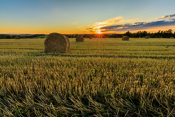 포토 JPG 해외이미지 식물 구름 음식 밭 농업 자연 하늘 건조 풍경 초원 사람없음 야외 여름 파란색 농작물 햇빛 농장 노란색 쌓기 일출 일몰 수확 가을 시골 원형 황금 건초더미 볏짚 낟알 9월 땅 밀 러시아 롤 뭉치 밀짚 내추럴 밭일 호밀 수평선 해외202008 해외포토 자연요소 도형 계절 유럽 산업 컬러 모션 곡류 태양 노을 날짜 건초 짚 생태계 파일형식 더미