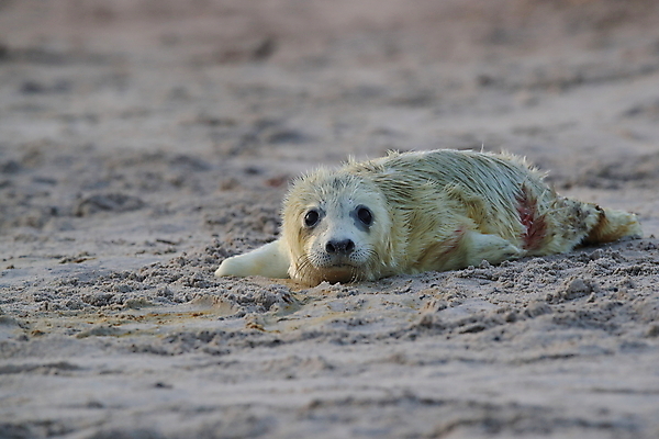 포토 JPG 해외이미지 동물 유럽 야생동물 새끼 바다 섬 포유류 자연 털 독일 사랑 해변 사람없음 야외 귀여움 환경 회색 코트 흰색 아기 신생아 보호 물개 모래언덕 북쪽 멸종 대서양 생태학 해외202008 약함 해외포토 교육 감정 나라 컬러 컨셉 사람 바다동물 외투 방향 언덕 생태계 파일형식