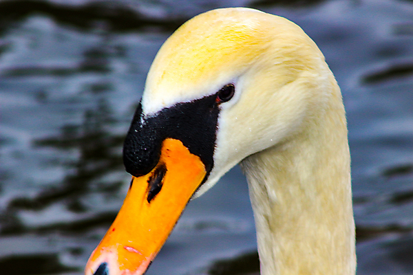포토 JPG 해외이미지 주간 동물 유럽 호수 얼굴 야생동물 자연 조류 영국 잉글랜드 사람없음 야외 물 강 머리 사진촬영 침묵 흰색 연못 우아함 닫기 순수 깃털 부리 백조 목 물새 단아함 벙어리 해외202008 해외포토 자연요소 나라 컬러 컨셉 모션 신체부위 촬영 소리 생태계 파일형식