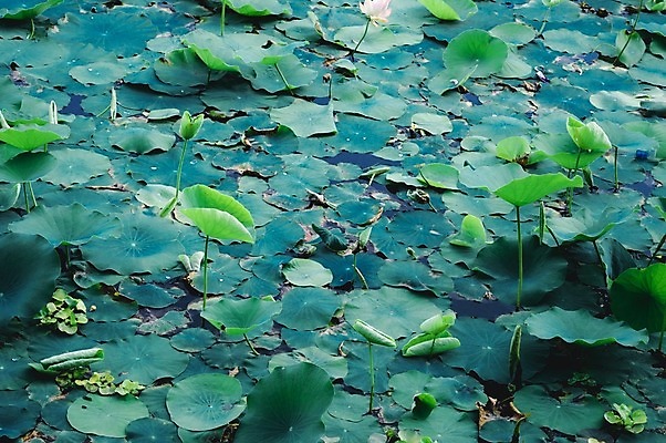 포토 JPG 해외이미지 계절 꽃 백그라운드 잎 불교 요가 태국 아침 그림자 사람없음 야외 여름 파란색 강 햇빛 노란색 환경 스파 고요 봄 거품 들꽃 벚꽃 연못 신선 영혼 우아함 습지 백합 순수 환경보전 유기농 카피스페이스 해외202008 해외포토 주간 식물 웰빙 아시아 종교 컬러 컨셉 태양 공백 사회이슈 파일형식