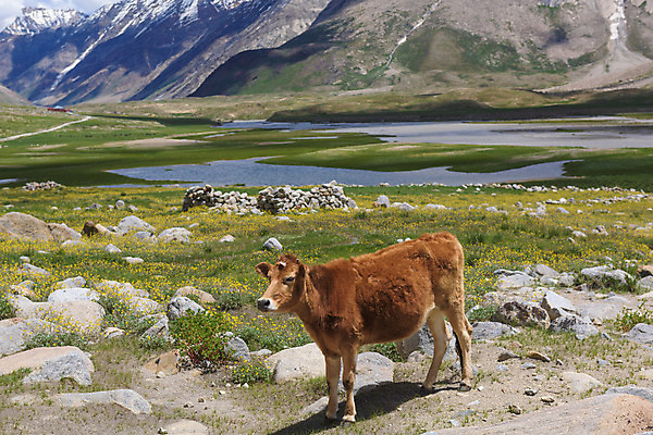 포토 JPG 해외이미지 동물 꽃 아시아 백그라운드 농업 포유류 자연 산 뿔 따뜻함 풍경 사람없음 야외 농장 노란색 마을 가축 우유 추위 흰색 시골 양 소 제조 머스터드 장면 부드러움 내추럴 양모 밭일 히말라야 해외202008 해외포토 식물 나라 산업 컬러 유제품 직물 감각 소스_음식 생태계 파일형식 산맥