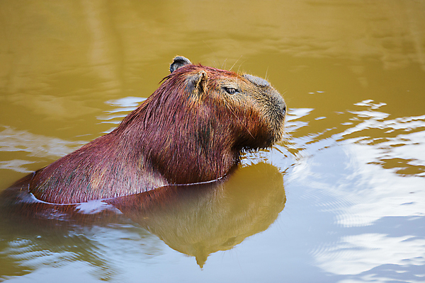 포토 JPG 해외이미지 동물 야생동물 포유류 자연 초식동물 털 동물원 사람없음 야외 초록색 물 갈색 정원 미국 설치류 큼 모피 브라질 남쪽 아르헨티나 내추럴 동물상 해외202008 해외포토 자연요소 컬러 북아메리카 조형물 남아메리카 크기 방향 생태계 파일형식
