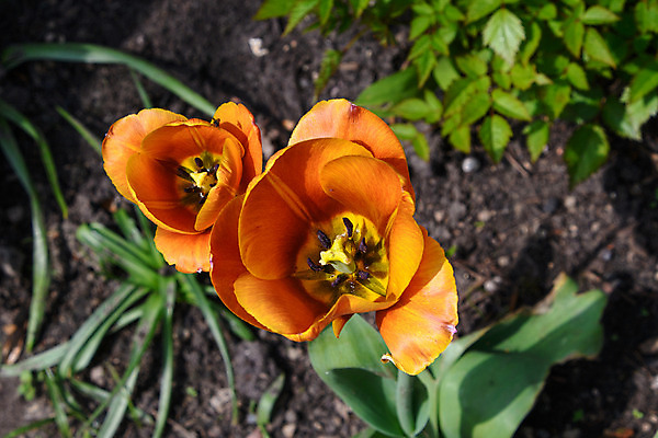 포토 JPG 해외이미지 식물 꽃잎 꽃 백그라운드 컨셉 꽃무늬 밭 오렌지 침구 자연 사람없음 초록색 노란색 정원 봄 튤립 벚꽃 개화 오브젝트 해외202008 해외포토 계절 컬러 무늬 농업 과일 생태계 파일형식