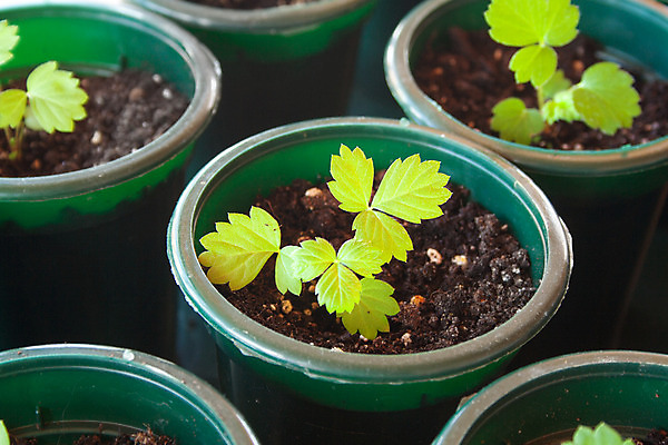 포토 JPG 해외이미지 식물 지구 백그라운드 잎 농업 자연 딸기 새로움 실내 씨앗 사람없음 초록색 여름 농장 새싹 정원 검은색 봄 성장 흰색 신선 냄비 작음 컨테이너 플라스틱 유기농 원예 먼지 내추럴 모종 묘목 밭일 심기 많음 해외202008 해외포토 나무 웰빙 계절 산업 컬러 컨셉 과일 모션 재질 취미 내부 솥 크기 생태계 파일형식
