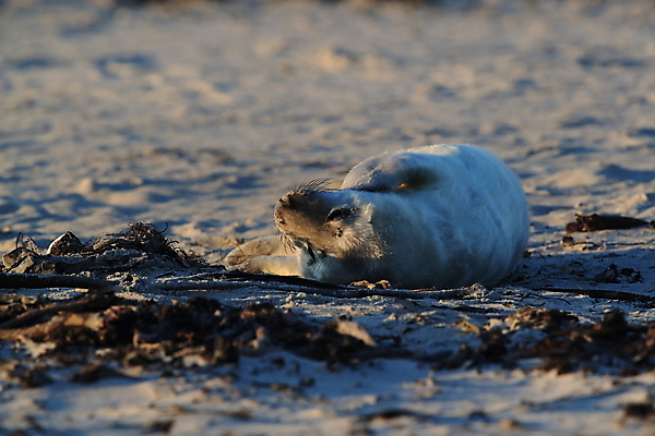 포토 JPG 해외이미지 동물 유럽 야생동물 새끼 모래 바다 섬 겨울 포유류 자연 놀이 털 독일 사랑 해변 사람없음 야외 귀여움 환경 금속 회색 코트 흰색 아기 신생아 보호 물개 모래언덕 북쪽 멸종 대서양 생태학 해외202008 약함 해외포토 계절 교육 감정 나라 컬러 컨셉 재질 사람 바다동물 외투 방향 언덕 생태계 파일형식