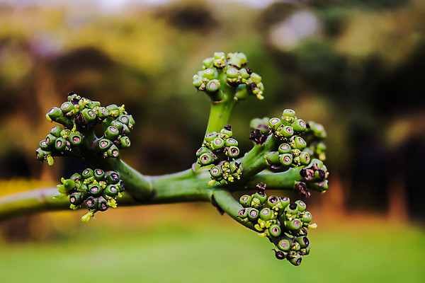 포토 JPG 해외이미지 모양 나무 식물 아이콘 디자인 계절 공원 실루엣 백그라운드 잎 크리스마스 일러스트 자연 추상 풍경 사람없음 목재 그래픽 초록색 여름 세트 환경 정원 검은색 봄 성장 흰색 나뭇가지 숲 만화 수집 심볼 오브젝트 에코 유기농 윤곽 전나무 내추럴 고립 생태학 엘리먼트 해외202008 해외포토 웰빙 공공시설 교육 기념일 컬러 무늬 재료 촬영기법 생태계 파일형식