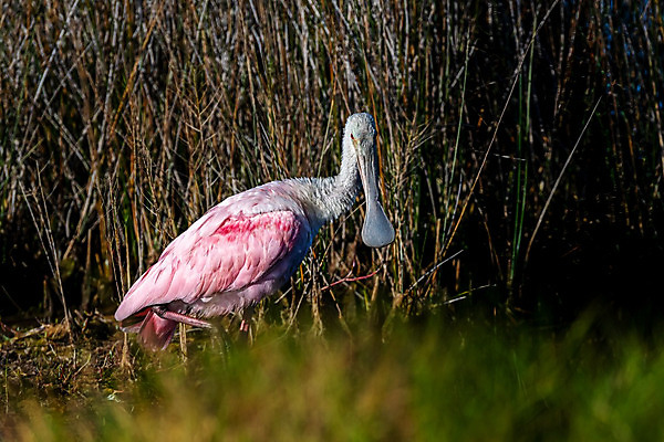 포토 JPG 해외이미지 동물 야생동물 북아메리카 조류 사람없음 물 미국 플로리다 해외202008 해외포토 자연요소 아메리카 파일형식