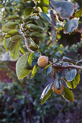포토 JPG 해외이미지 나무 식물 음식 잎 농업 과일 자연 건강 사람없음 빨간색 초록색 여름 정원 수확 가을 나뭇가지 신선 사과 과수원 유기농 복숭아 내추럴 숙성 해외202008 해외포토 웰빙 계절 산업 컬러 생태계 파일형식