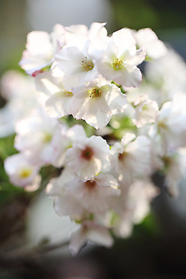 포토 JPG 해외이미지 꽃잎 사람없음 봄 벚꽃 소프트포커스 해외202008 해외포토 계절 꽃 촬영기법 파일형식