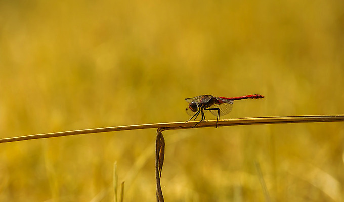 포토 JPG 해외이미지 남자 유럽 얼굴 곤충 백그라운드 신체 날개 자연 불 종류 초원 성인 사람없음 빨간색 컬러풀 머리 활발 벌레 잠자리 난방기 묘사 강렬 해외202008 해외포토 자연요소 동물 나라 컬러 컨셉 사람 신체부위 생태계 난방용품 파일형식