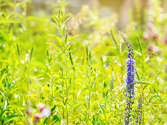포토 JPG 해외이미지 백그라운드 자연 사람없음 보라색 봄 풀잎 화려 세이지꽃 해외202008 해외포토 계절 꽃 컬러 컨셉 잎 풀_식물 생태계 파일형식