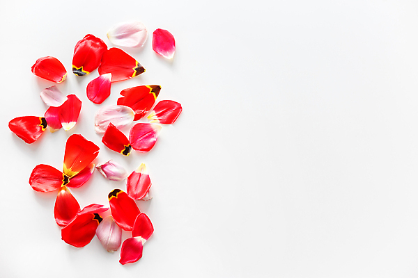 포토 JPG 해외이미지 식물 전통 디자인 꽃잎 꽃 분홍색 백그라운드 컨셉 잎 꽃무늬 패턴 자연 벽지 표면 추상 안테나 미술 경사 사람없음 장식 빨간색 컬러풀 우주 봄 튤립 수확 흰색 직물 신선 신용카드 플랫 정상 천 묘사 질감 복고 위치 내추럴 고립 블로그 핸드메이드 스타일 해외202008 흩어짐 해외포토 계절 컬러 무늬 농업 통신 문화예술 금융 생태계 파일형식