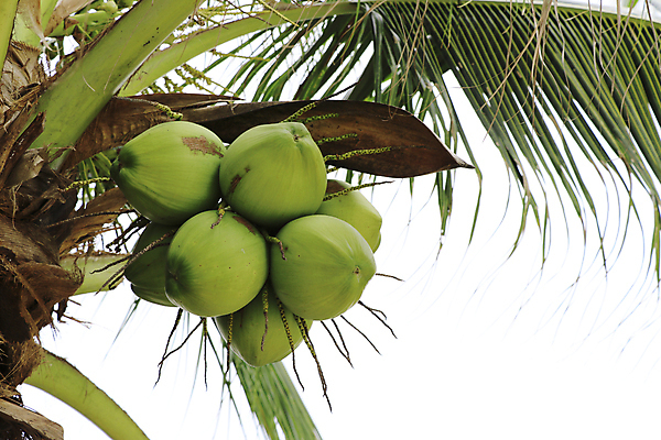포토 JPG 해외이미지 나무 식물 아시아 음료 음식 백그라운드 잎 패턴 농업 채소 과일 태국 자연 휴가 매달리기 건강 손바닥 동양인 사람없음 야외 초록색 정원 우유 수확 성장 흰색 나뭇가지 신선 그룹 닫기 달콤 다발 보따리 유기농 질감 날것 코코넛 내추럴 숙성 이국적 맛있는 해외202008 해외포토 손 웰빙 나라 산업 컬러 무늬 모션 유제품 인종 맛 생태계 파일형식