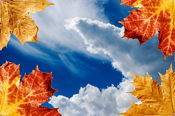 포토 JPG 해외이미지 식물 디자인 계절 백그라운드 단풍 잎 패턴 오렌지 자연 하늘 추상 프레임 사람없음 야외 장식 빨간색 파란색 컬러풀 햇빛 태양 갈색 노란색 활발 가을 황금 질감 10월 내추럴 국경 해외202008 해외포토 자연요소 컬러 컨셉 무늬 과일 날짜 생태계 파일형식