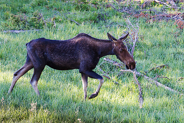 포토 JPG 해외이미지 동물 호수 야생동물 포유류 자연 산 털 종류 사람없음 초록색 물 갈색 어둠 코트 종 흰색 소나무 소 습지 군중 숲 위험 큼 시원함 속눈썹 버드나무 황소 코 귀 무거움 주둥이 콜로라도 벨벳 해외202008 해외포토 자연요소 나무 컬러 컨셉 사람 신체부위 미국 외투 무게 크기 실크 눈썹 생태계 파일형식