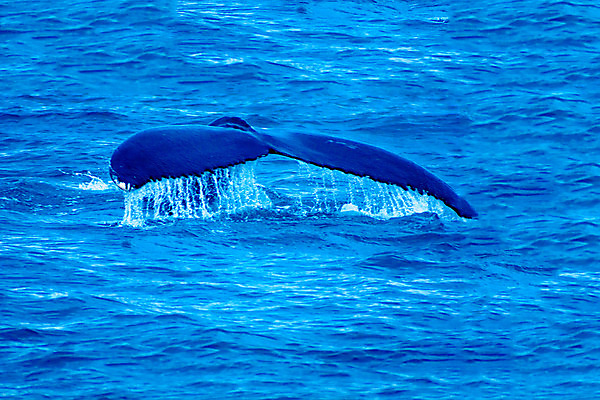 포토 JPG 해외이미지 동물 야생동물 파도 바다 여행 신체 포유류 자연 표면 아이슬란드 풍경 사람없음 야외 물 여름 파란색 관찰 만 보트 떨어짐 큼 북극 고래 다이빙 꼬리 빙하 지느러미 북쪽 멸종 거인 혹 대서양 해외202008 해외포토 자연요소 계절 유럽 컬러 컨셉 배_교통 모션 수영 수중동물 크기 극지방 방향 생태계 수중스포츠 파일형식