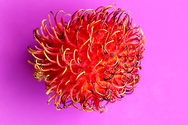 포토 JPG 해외이미지 1 음식 백그라운드 잎 다이어트 과일 재료 태국 건강 육류 사람없음 빨간색 껍질 흰색 나뭇가지 신선 오픈 닫기 달콤 다발 피부 유기농 질감 날것 부드러움 제비 내추럴 고립 생식 이국적 혼자 맛있는 해외202008 해외포토 나무 식물 웰빙 아시아 컬러 식재료 모션 조류 신체부위 감각 맛 파일형식