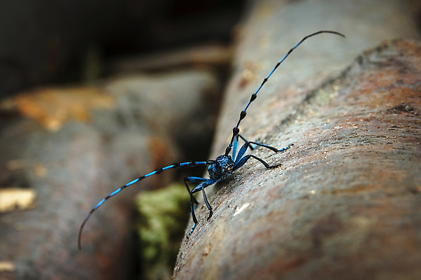 포토 JPG 해외이미지 동물 유럽 야생동물 과학 곤충 자연 생물 종류 사람 사람없음 야외 파란색 환경 점 행운 해충 벌레 보호 은색 숲 가죽 딱정벌레 싱글 생물학 거미 멸종 7월 동물상 땅바닥 몬스터 생태학 완벽 특별함 해외202008 해외포토 교육 나라 컬러 컨셉 바닥 조형물 날짜 생태계 파일형식