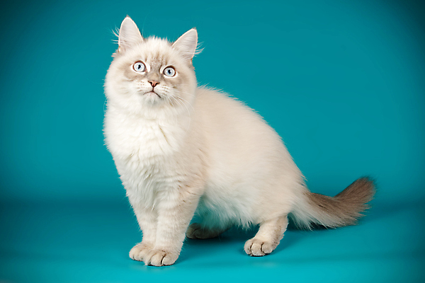 포토 JPG 해외이미지 한마리 사람없음 파란색 반려동물 고양이 해외202008 네바마스커레이드 해외포토 동물 1 컬러 포유류 파일형식