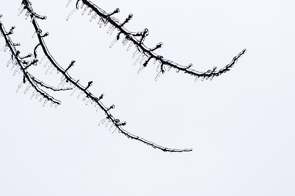 포토 JPG 해외이미지 나무 식물 계절 줄기 백그라운드 겨울 패턴 자연 날씨 추상 사람없음 야외 빛 갈색 환경 냉동 얼음 검은색 추위 백발 흰색 나뭇가지 시원함 크리스탈 묘사 서리 고드름 흐림 내추럴 반투명 해외202008 해외포토 자연요소 헤어스타일 컬러 무늬 광석 생태계 파일형식