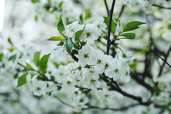 포토 JPG 해외이미지 나무 식물 계절 공원 꽃잎 꽃 백그라운드 꽃무늬 자연 하늘 건강 사람 사람없음 야외 초록색 빛 정원 봄 벚꽃 흰색 나뭇가지 신선 개화 체리 소프트포커스 4월 원예 질감 아로마 복숭아 내추럴 고립 해외202008 해외포토 공공시설 컬러 무늬 과일 촬영기법 취미 날짜 생태계 파일형식