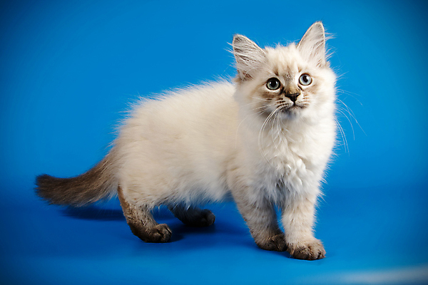 포토 JPG 해외이미지 한마리 사람없음 파란색 반려동물 고양이 해외202008 네바마스커레이드 해외포토 동물 1 컬러 포유류 파일형식