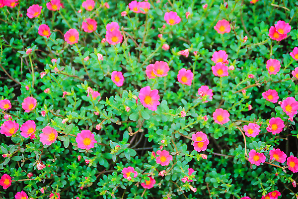 포토 JPG 해외이미지 식물 계절 꽃 분홍색 백그라운드 잎 꽃무늬 오렌지 자연 풍경 사람없음 초록색 여름 컬러풀 정원 보라색 낭만 성장 벚꽃 신선 개화 원예 내추럴 해외202008 해외포토 컬러 컨셉 무늬 과일 취미 생태계 파일형식