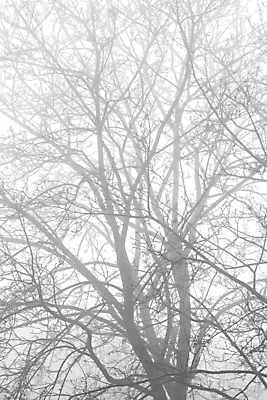 포토 JPG 해외이미지 주간 나무 식물 실루엣 백그라운드 낙엽 겨울 벤치 자연 벽지 날씨 추상 흑백 사람없음 야외 목재 환경 어둠 회색 촉촉함 추위 안개 가을 흰색 나뭇가지 자연백그라운드 내추럴 창백 벌거벗은 뿌연 삼림지대 해외202008 해외포토 자연요소 계절 컬러 잎 무늬 의자 재료 촬영기법 젖음 숲 생태계 파일형식