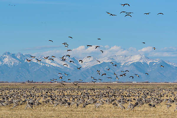 포토 JPG 해외이미지 동물 구름 야생동물 밭 날개 자연 조류 하늘 산 사람없음 야외 빨간색 파란색 컬러풀 노란색 검은색 봄 회색 덮개 흰색 큼 깃털 기중기 부리 목 서식지 전국 콜로라도 해외202008 해외포토 자연요소 계절 컬러 농업 신체부위 미국 뚜껑 중장비 크기 생태계 파일형식
