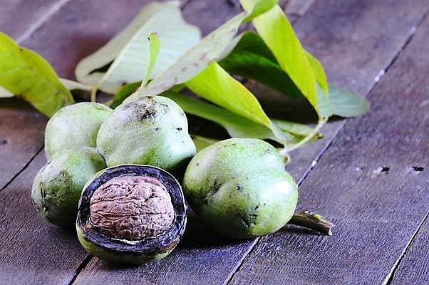 포토 JPG 해외이미지 계절 음식 재료 자연 건강 사람없음 목재 갈색 가을 9월 11월 호두 10월 해외202008 해외포토 나무 컬러 견과류 날짜 생태계 파일형식