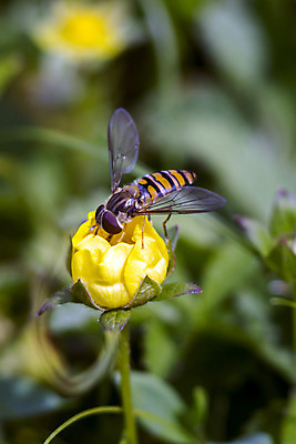 포토 JPG 해외이미지 동물 꽃 음료 곤충 백그라운드 일러스트 자연 사람없음 여름 검은색 머그컵 추위 오브젝트 해외202008 해외포토 식물 계절 컬러 컵 생태계 파일형식