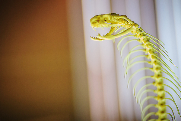 포토 JPG 해외이미지 모양 교육 야생동물 과학 해부 파충류 자연 뼈 골격 사람없음 스터디 머리 흰색 죽음 독약 뱀 치아 위험 척추 묘사 박물관 생물학 생태학 이국적 해골모형 해외202008 해외포토 동물 컬러 컨셉 의학 신체부위 학습 모형 소화기관 생태계 파일형식