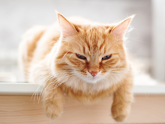 포토 JPG 해외이미지 한마리 탁자 실내 사람없음 반려동물 햇빛 고양이 졸음 낮잠 반려묘 해외202008 해외포토 동물 1 감정 가구 포유류 내부 태양 잠 파일형식