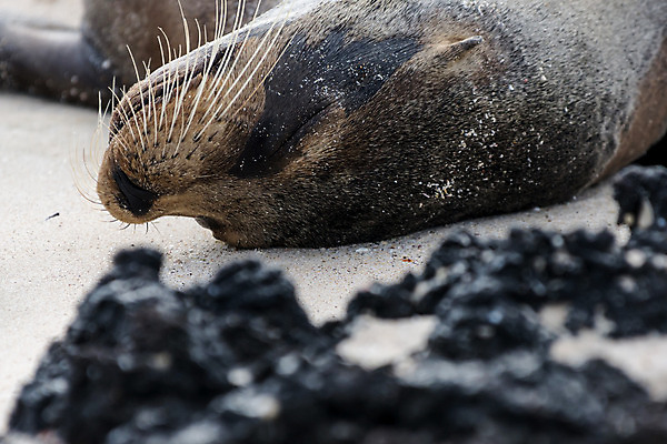 포토 JPG 해외이미지 동물 야생동물 바다 섬 포유류 사람없음 남아메리카 에콰도르 해외202008 해외포토 아메리카 파일형식