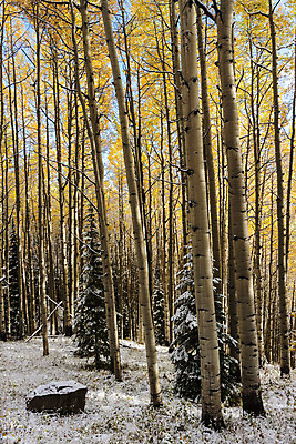 포토 JPG 해외이미지 구름 여행 잎 밭 오렌지 자연 하늘 날씨 산 풍경 사람없음 야외 초록색 파란색 태양 노란색 일출 달러 일몰 가을 흰색 붓 소나무 황금 씻기 숲 언덕 지역 드라마 내추럴 절정 콜로라도 화강암 해외202008 해외포토 자연요소 나무 식물 계절 컬러 돈 농업 과일 노을 미국 청결 암석 생태계 파일형식