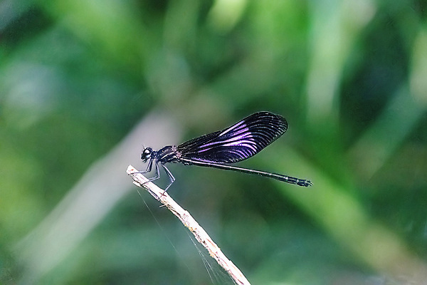 포토 JPG 해외이미지 야생동물 곤충 잎 신체 날개 자연 휴식 그림자 사람없음 야외 초록색 물 빛 컬러풀 태양 머리 보라색 활발 물방울 액체 닫기 벌레 떨어짐 꼬리 보케 육식동물 내추럴 수유 스리랑카 복부 해외202008 해외포토 자연요소 식물 동물 아시아 컬러 컨셉 모션 신체부위 생태계 파일형식